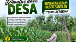Dukung Program Ketahanan Pangan, Polsek Bangilan Monitoring Pertumbuhan Tanaman Jagung
