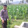 Perkuat Ketahanan Pangan Nasional, Bhabinkamtibmas Desa Buin Baru Pantau Perawatan Tanaman Jagung Warga di Buer