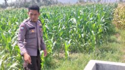 Perkuat Ketahanan Pangan Nasional, Bhabinkamtibmas Desa Buin Baru Pantau Perawatan Tanaman Jagung Warga di Buer