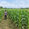 Dukung Ketahanan Pangan Nasional, Polsek Tambakboyo Monitoring Lahan Jagung Warga Binaan