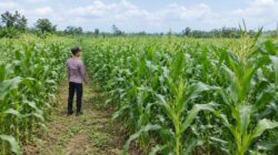 Dukung Ketahanan Pangan Nasional, Polsek Tambakboyo Monitoring Lahan Jagung Warga Binaan