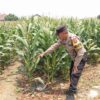 Dukung Astacita, Polsek Jatirogo Cek Langsung Ladang Jagung Warga Desa Bader
