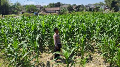 Polri Dukung Astacita, Polsek Grabagan Polresta Tuban Turun Cek Tanaman jagung milik Warga di Desa Grabagan
