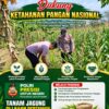POLSEK KEREK POLRESTA TUBAN DUKUNG PROGRAM KETAHANAN PANGAN MELALUI PENDAMPINGAN PETANI JAGUNG