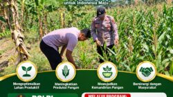 POLSEK KEREK POLRESTA TUBAN DUKUNG PROGRAM KETAHANAN PANGAN MELALUI PENDAMPINGAN PETANI JAGUNG