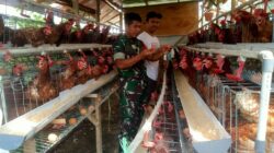 Babinsa Pantau Peternakan Warga, Dukung Ketahanan Pangan Lokal