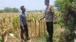 Dukung Ketahanan Pangan Nasional dan Asta Cita, Bhabinkamtibmas Desa Pernek Sambangi Warga Panen Jagung dan Dorong Pemanfaatan Pekarangan