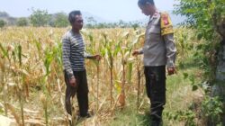 Dukung Ketahanan Pangan Nasional dan Program Asta Cita, Bhabinkamtibmas Desa Pernek Sambangi Warga Panen Jagung dan Dorong Pemanfaatan Pekarangan