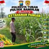 Polsek Bangilan Monitoring Ketahanan pangan Tanaman Jagung