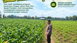 Polri Dukung Astacita, Polsek Merakurak Polresta Tuban Turun Cek Tanaman Jagung Warga di Desa Tuwiri Wetan