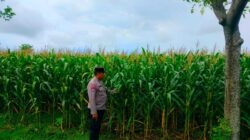 Dukung Astacita Presiden RI, Polmas Polsek Jenu Polresta Tuban Cek Perkembangan Tanaman Jagung Milik Petani