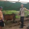 Bhabinkamtibmas Rababaka Sambangi Peternak Sapi, Dukung Ketahanan Pangan Nasional Menuju Indonesia Emas