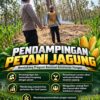 Polsek Parengan Polresta Tuban Pantau Lahan Jagung Warga Desa Ngawun Dukung Program Astacita