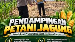 Polsek Parengan Polresta Tuban Pantau Lahan Jagung Warga Desa Ngawun Dukung Program Astacita