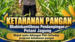 Mendukung Program Ketahanan Pangan, Bhabinkamtibmas Monitoring Pertumbuhan Jagung