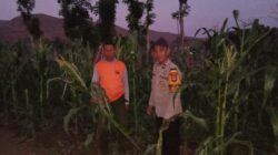 BHABINKAMTIBMAS TEKASIRE SAMBANGI PETANI JAGUNG DI LADANG, DORONG KETAHANAN PANGAN NASIONAL