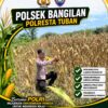 Polsek Bangilan Laksanakan Monitoring Ketahanan pangan Tanaman Jagung Diwilayah Bangilan