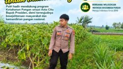 Anggota Polsek Singgahan Polresta Tuban Turun Cek Tanaman jagung Warga di Desa Tingkis