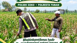Polsek Soko Polresta Tuban Turun Langsung Cek Tanaman Jagung Warga