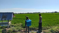 Dukung Program Asta Cita Presiden RI, Bhabinkamtibmas Desa Motong Dampingi Petani Padi dan Dorong Budidaya Hortikultura