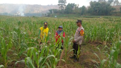 Dukung Ketahanan Pangan, Bhabinkamtibmas Polres Bima Kota Cek Tanaman Jagung Warga Binaan