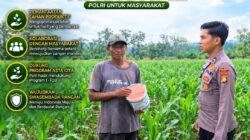 Anggota Polsek Singgahan Polresta Tuban Turun Cek Tanaman jagung Warga di Desa Mulyoagung