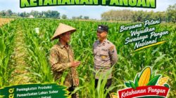 Bhabinkamtibmas Polsek Senori Polresta Tuban Pantau Tanaman Jagung Warga Desa Jatisari Guna Dukung Ketahanan Pangan Nasional
