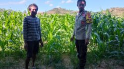 Dukung Program Asta Cita Presiden RI, Bhabinkamtibmas Desa Pernek Pantau Tanaman Jagung dan Dorong Pemanfaatan Pekarangan Pangan Bergizi