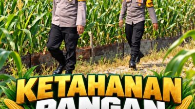 Mendukung Program Ketahanan Pangan, Bhabinkamtibmas Monitoring Pertumbuhan Jagung