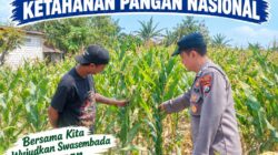 Polsek Palang Dukung Ketahanan Pangan Nasional Melalui Pemantauan Lahan Jagung