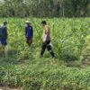 Anggota Polsek Singgahan Polresta Tuban Turun Cek Tanaman jagung Warga di Desa Lajo Kidul