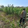 Kawal Swasembada Pangan, Polsek Jatirogo Pantau Langsung Tanaman Jagung di Paseyan