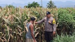 Bhabinkamtibmas Desa Leu pantau perkembangan jagung, dukung ketahanan pangan