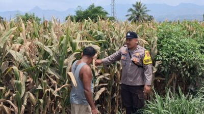 Bhabinkamtibmas Desa Leu pantau perkembangan jagung, dukung ketahanan pangan