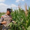 Dukung Astacita Presiden RI, Bhabinkamtibmas Polsek Kenduruan Polresta Tuban Cek Perkembangan Tanaman Jagung Petani