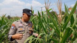 Dukung Astacita Presiden RI, Bhabinkamtibmas Polsek Kenduruan Polresta Tuban Cek Perkembangan Tanaman Jagung Petani