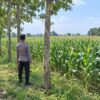 Dukung Asta Cita Presiden, Polsek Tambakboyo Monitoring Lahan Jagung Binaan Yang Tumbuh Subur