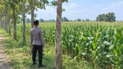 Dukung Asta Cita Presiden, Polsek Tambakboyo Monitoring Lahan Jagung Binaan Yang Tumbuh Subur
