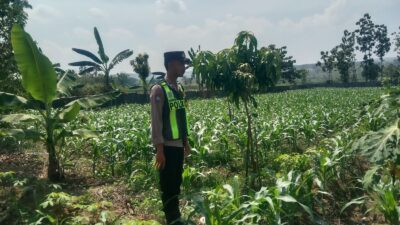 Anggota Polsek Singgahan Polresta Tuban Turun Cek Tanaman jagung Warga di Desa Mulyorejo
