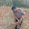 Dukung Ketahanan Pangan Nasional, Bripda Shandy Polsek Bancar Monitoring Panen Jagung di Latsari