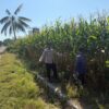 Dukung Swasembada Pangan Presiden RI, Bhabinkamtibmas Desa Pukat Dampingi Petani Cek Perkembangan Tanaman Jagung