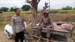 Dukung Ketahanan Pangan Nasional, Bhabinkamtibmas Desa Rhee Turun Ke Sawah Bantu Petani Merawat Tanaman