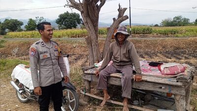 Dukung Ketahanan Pangan Nasional, Bhabinkamtibmas Desa Rhee Turun Ke Sawah Bantu Petani Merawat Tanaman