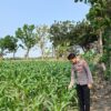 Anggota Polsek Singgahan Polresta Tuban Turun Cek Tanaman jagung Warga di Desa Mulyorejo