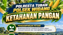 Mendukung Program Ketahanan Pangan, Bhabinkamtibmas Monitoring Pertumbuhan Jagung