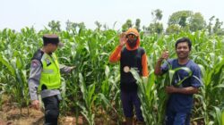 Polri Dukung Astacita, Polsek jenu Polres Tuban Turun Cek Tanaman Jagung Warga di Desa Jenu