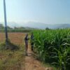 Dukung Swasembada Pangan Nasional, Bhabinkamtibmas Desa Tarusa Pantau Perkembangan Lahan Jagung Satu Hektar