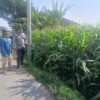 Bhabinkamtibmas Desa Terara Laksanakan Silaturahmi dan Monitoring Ketahanan Pangan di Terara Barat